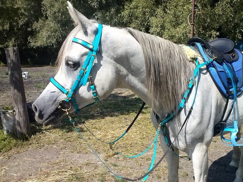 Arabisk fuldblod (OX) EL JAZAIR billede 11