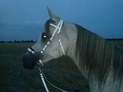 Arabisk fuldblod (OX) EL JAZAIR billede 13