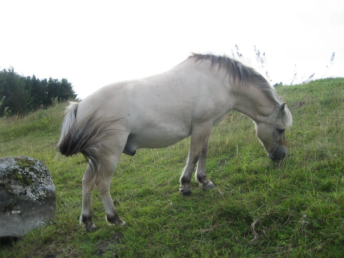 Fjordhest Luckas billede 15