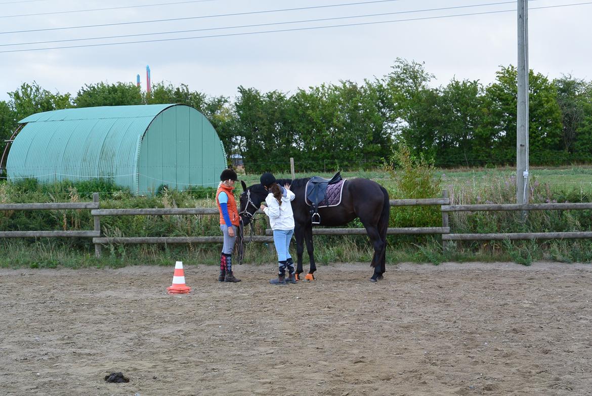 Dansk Varmblod Alphabeat - 12/8-14. Der siges tak for den første tur af mange :) billede 18