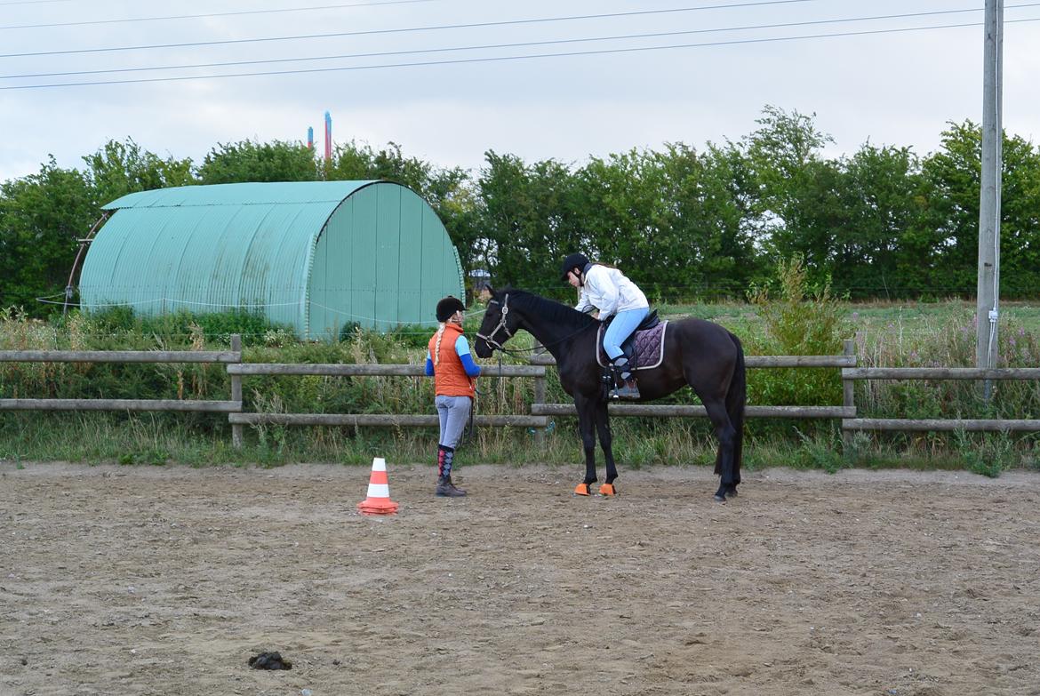 Dansk Varmblod Alphabeat - 12/8-14. Første gang i sadlen - en godbid gives.  billede 17