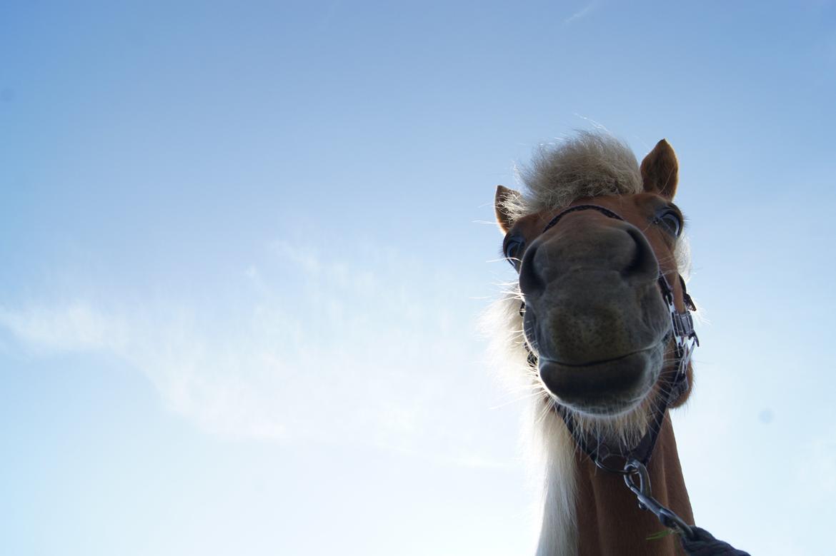 Islænder Dís fra Kópavogi - That face <3 billede 10