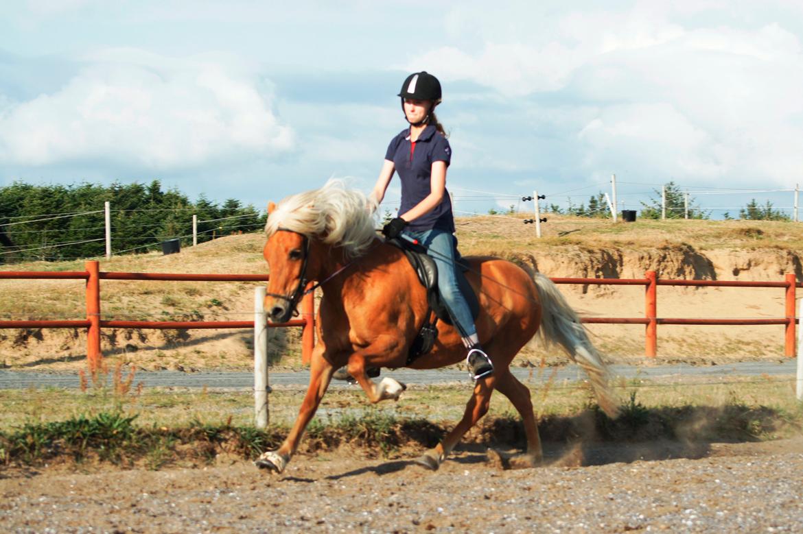 Islænder Dís fra Kópavogi - Babam... Se lige den galop!!!!! billede 7