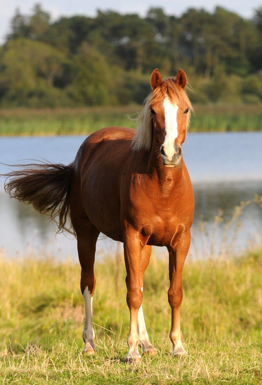Palomino Lysgaards Anna bell - dette billede er ikke et jeg har taget men så smuk<3 billede 1