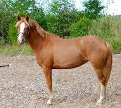 Palomino Lysgaards Anna bell - denne pony er jo gude smuk<3 elsker min belle prut <3 dette billede er ikke et jeg har taget<3 billede 2