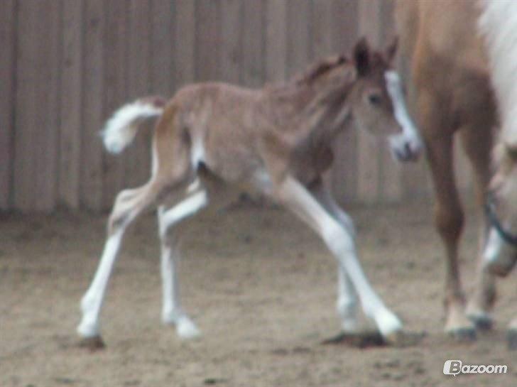 Palomino Lysgaards Anna bell - Frække følle belle<3 billede 4
