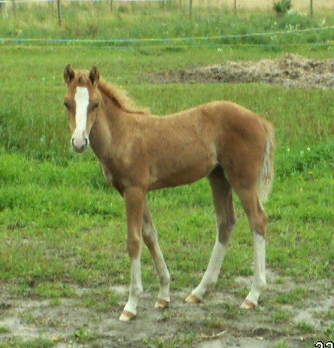 Palomino Lysgaards Anna bell - selv da belle var føl var hun smuk<3 billede 5