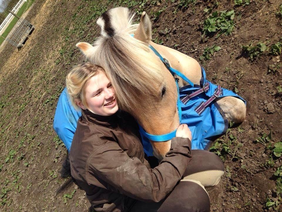 Fjordhest Ebbetorns Ferbie RIP - træt ferbie på folden billede 6