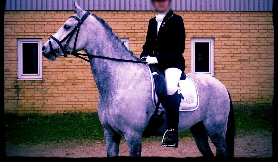 DSP Poppelgården`s Notre Ra-Micca <3 :D   ( Lånepony ) billede 12