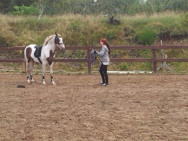 Pinto Aston A Kila billede 18