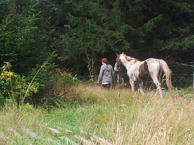 Pinto Aston A Kila billede 22