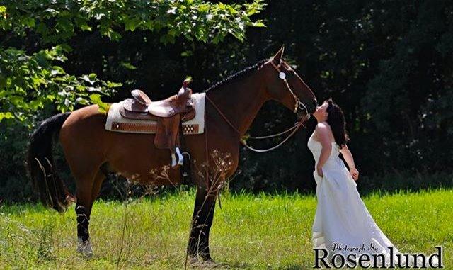 Holstener T-Rex billede 7