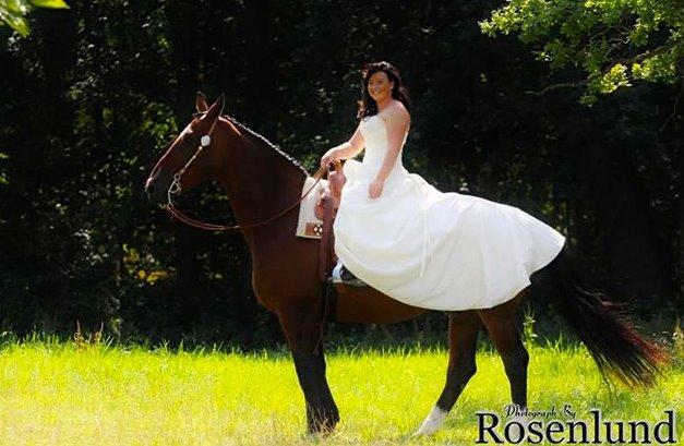 Holstener T-Rex billede 9