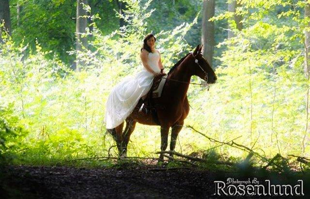 Holstener T-Rex billede 15