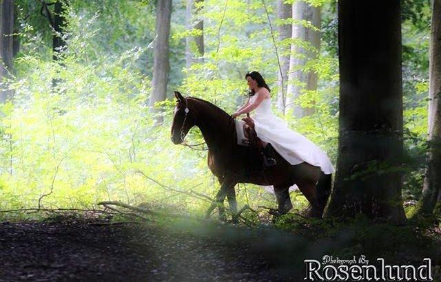 Holstener T-Rex billede 16