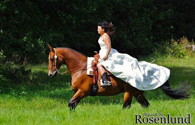 Holstener T-Rex billede 17