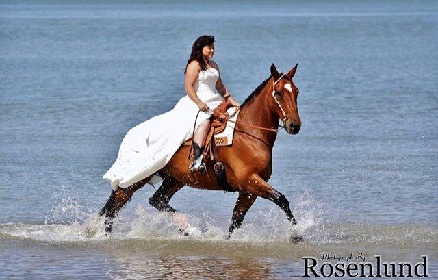 Holstener T-Rex billede 18