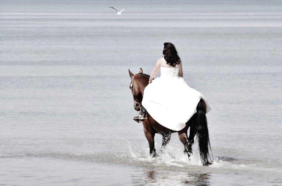 Holstener T-Rex billede 19