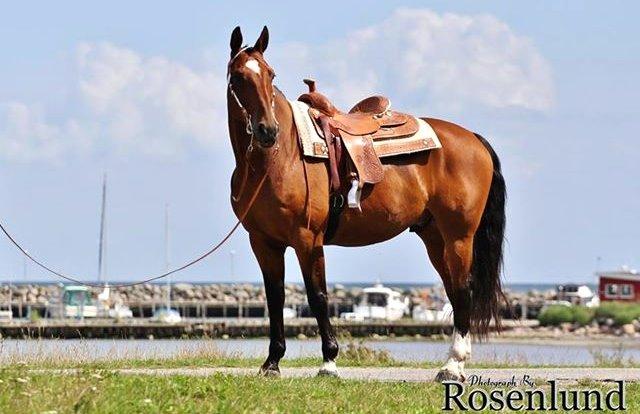 Holstener T-Rex billede 1