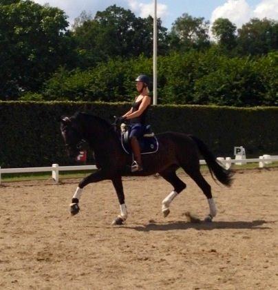 Dansk Varmblod Drisdals Co-Co Chanel RDH billede 8