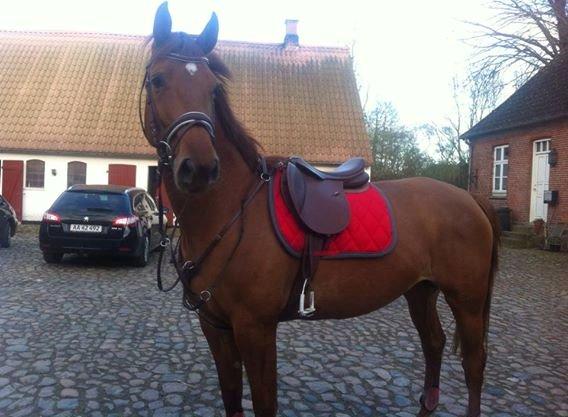 Dansk Varmblod Casilje  billede 1