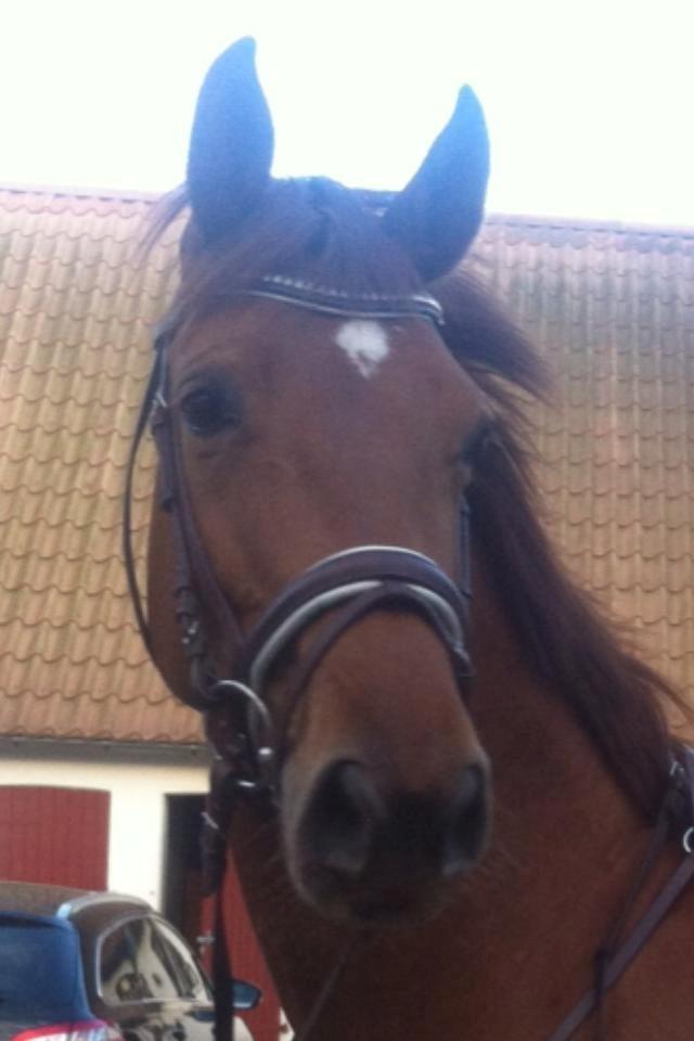 Dansk Varmblod Casilje  billede 4