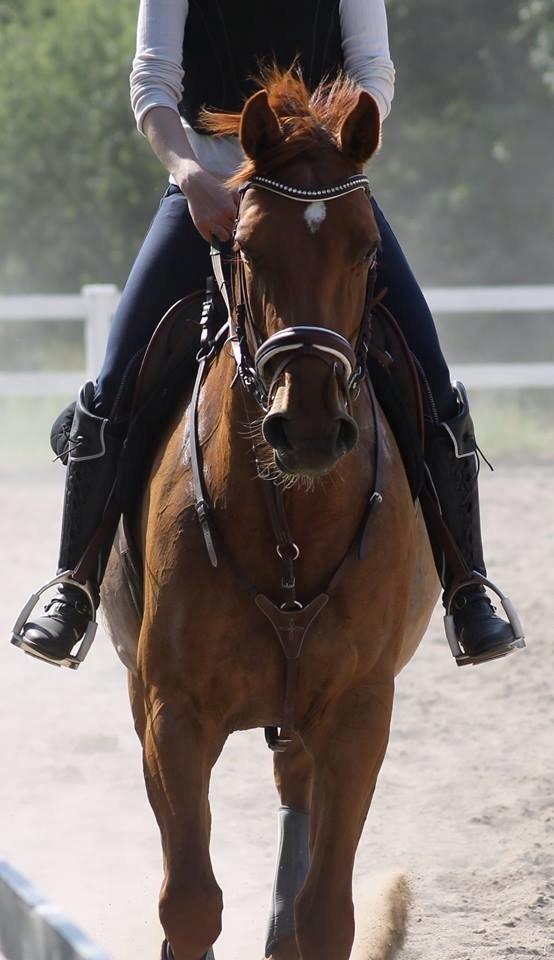 Dansk Varmblod Casilje  - Casilje og Sabine (ejer) til stævnespringtræning på VOSK sommeren 2014 :) billede 6