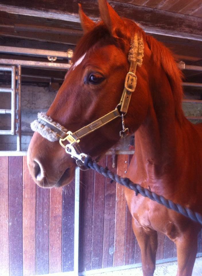 Dansk Varmblod Casilje  billede 8