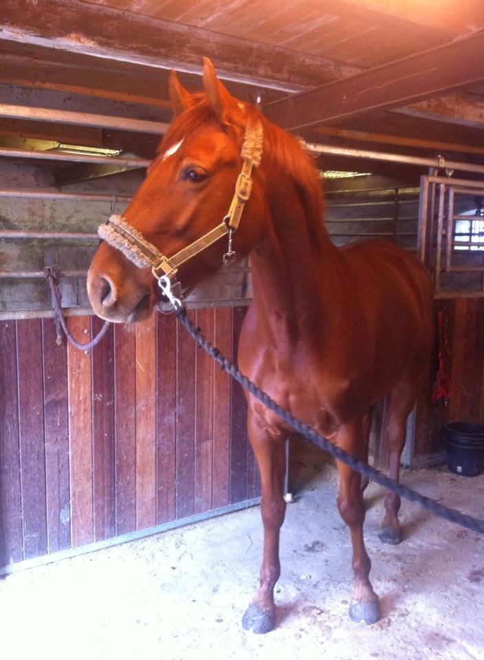 Dansk Varmblod Casilje  - Cas i stalden  billede 3