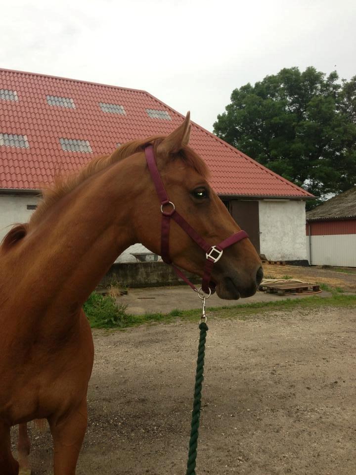 Dansk Varmblod Casilje  - Hyggelig gåtur ! <3 billede 18