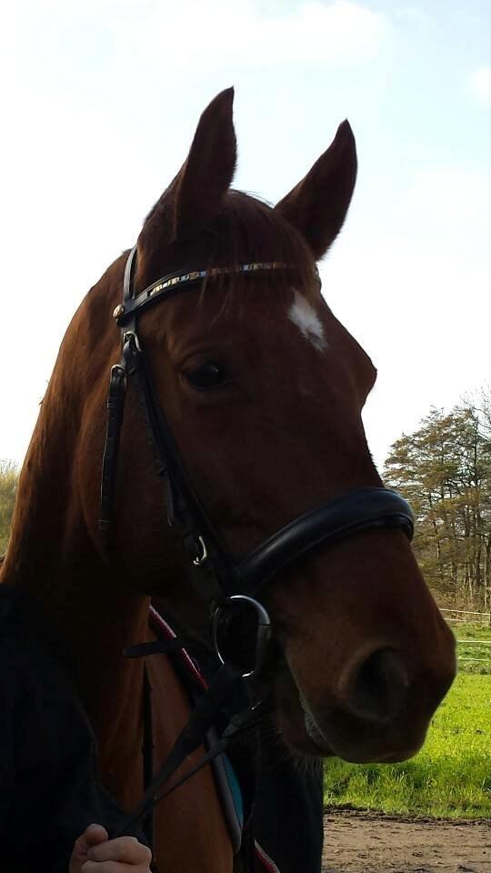 Dansk Varmblod Casilje  billede 10