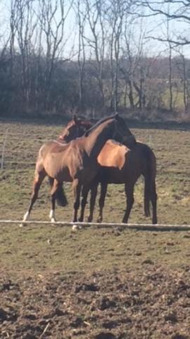 Dansk Varmblod Casilje  - Tøsen og hendes bedste ven Cavedini på folden :) billede 17