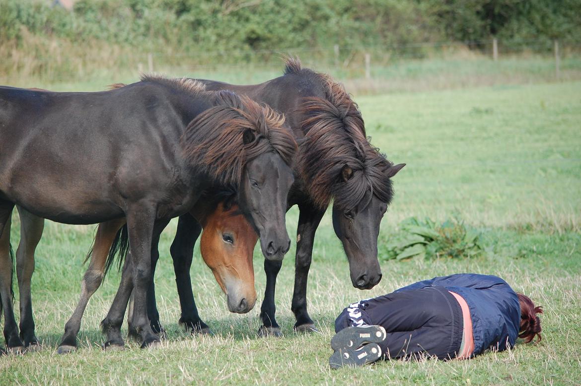 Islænder Fina fra Døesbæk billede 20
