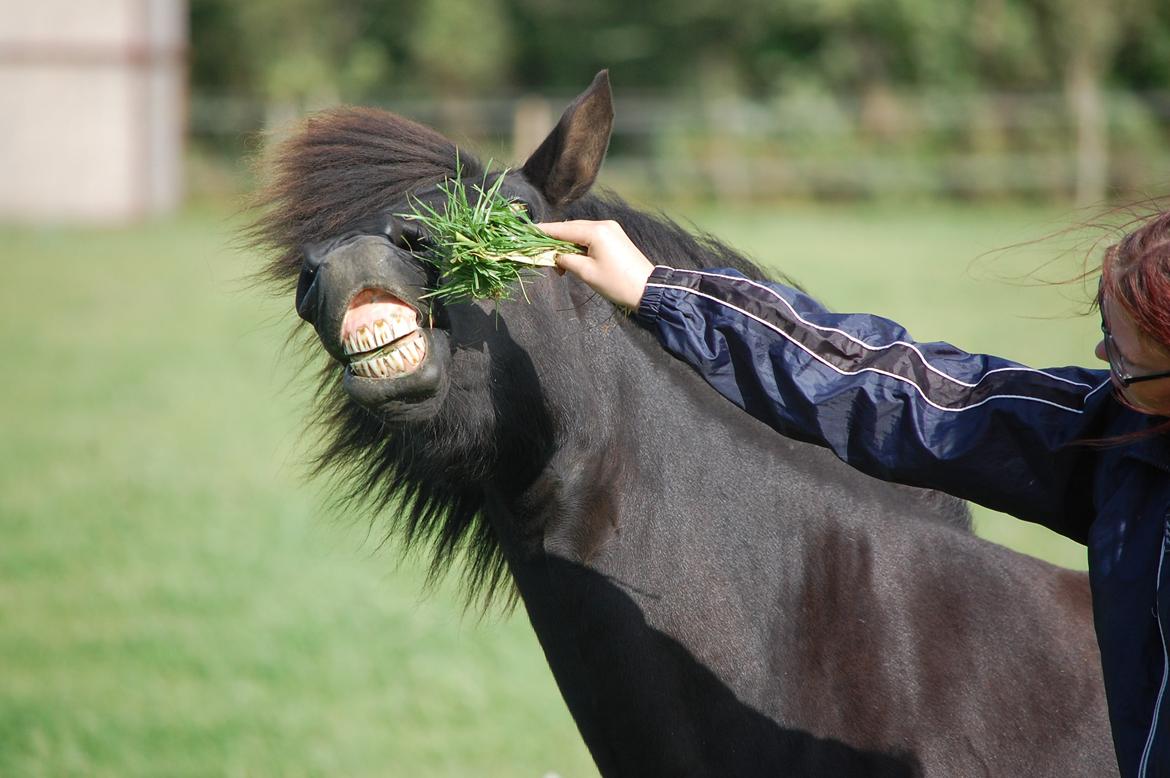 Islænder Fina fra Døesbæk billede 21