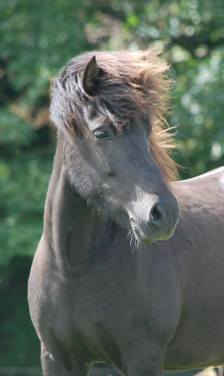 Islænder Fina fra Døesbæk billede 5
