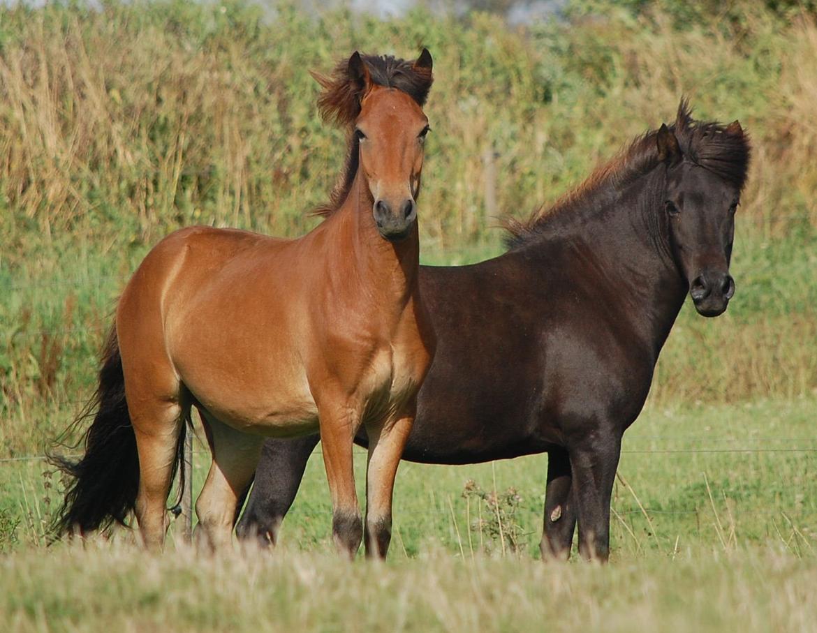 Islænder Faxnir fra Østervang billede 8