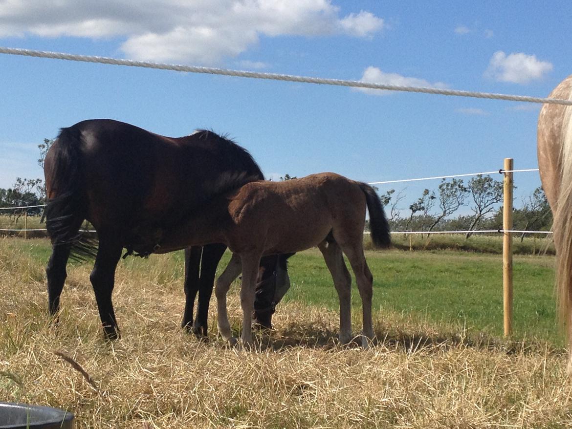 Pinto Exner's Athene billede 15