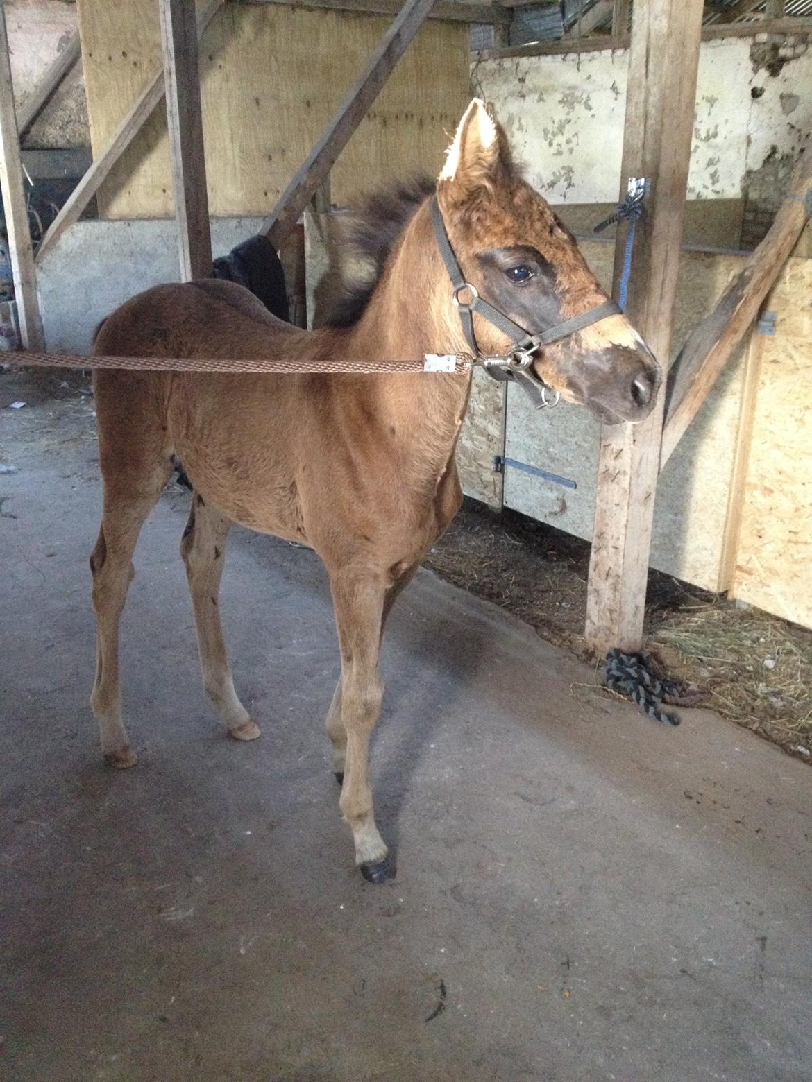 Pinto Exner's Athene billede 18