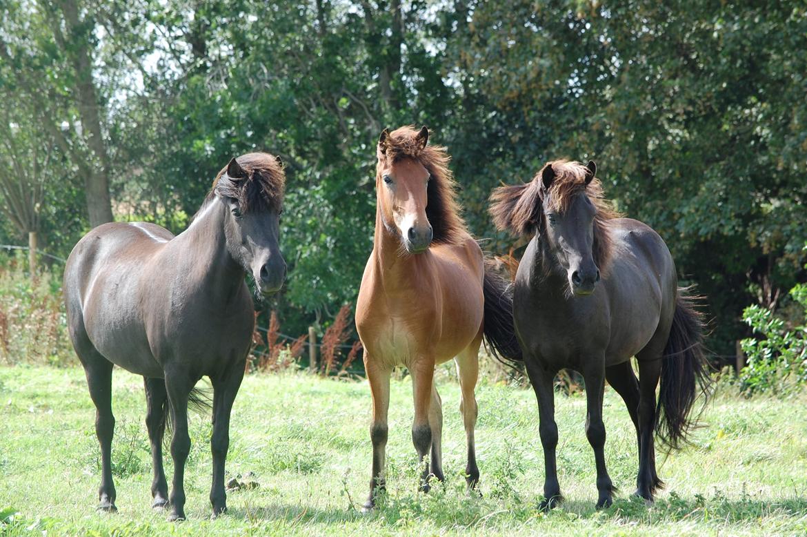 Islænder Faxnir fra Østervang billede 22
