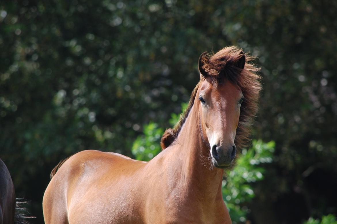 Islænder Faxnir fra Østervang billede 11