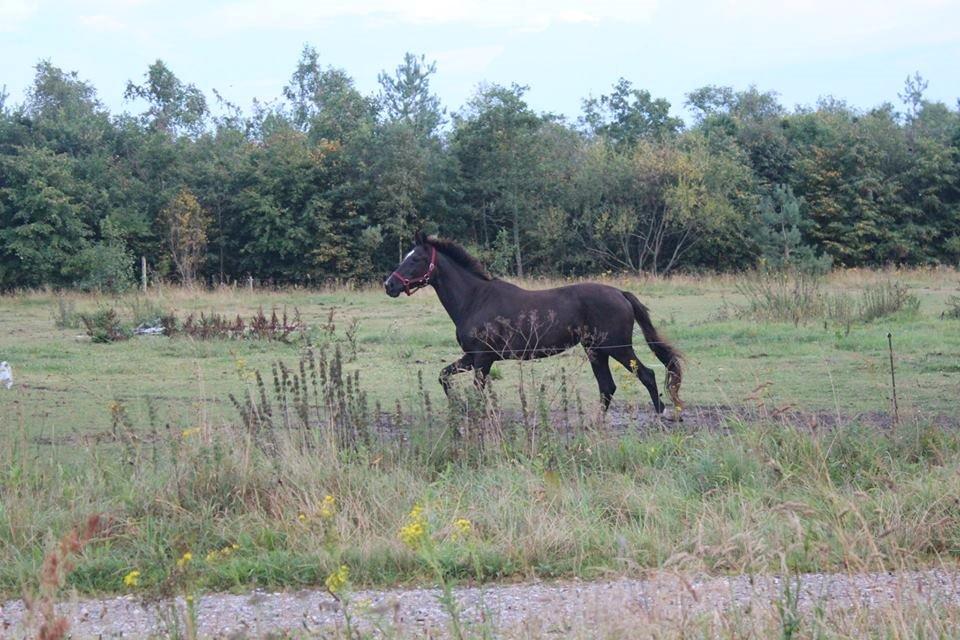 Dansk Varmblod Puma min elskede <3 himmelhest R.IP - Første gang på fold billede 3