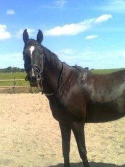 Dansk Varmblod Puma min elskede <3 himmelhest R.IP - Velkommen læg gerne en kommentar eller bedømmelse billede 1