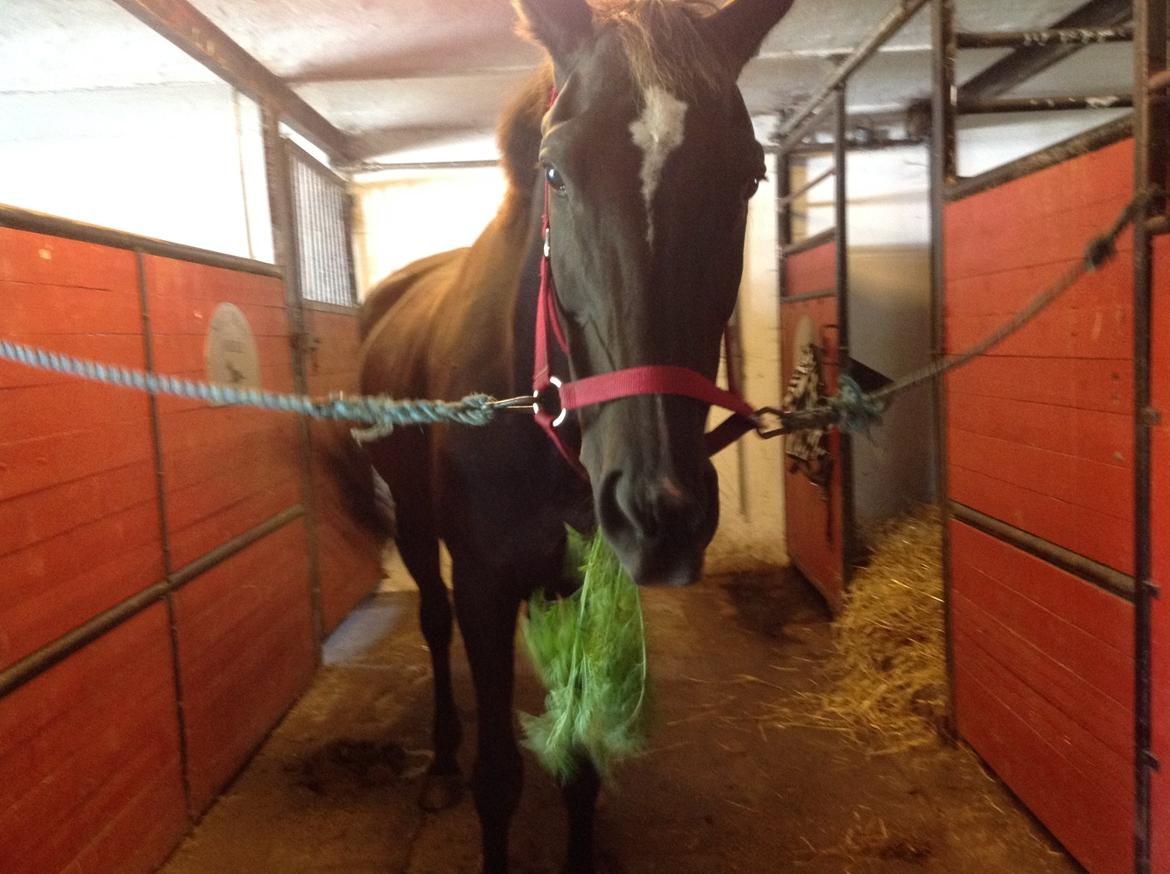 Dansk Varmblod Puma min elskede <3 himmelhest R.IP - En god gulerød billede 9