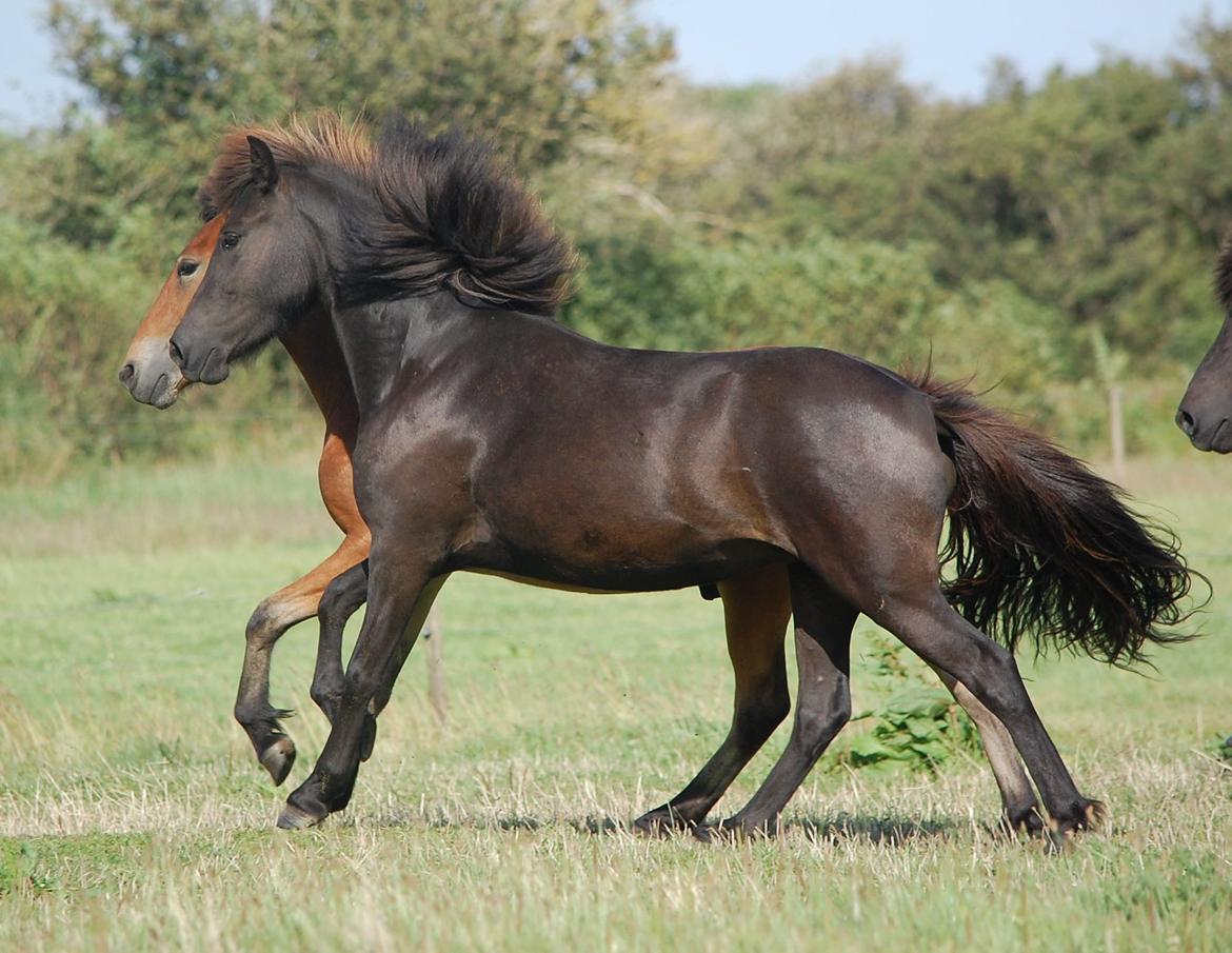 Islænder Harpa fra Klim Bjerg billede 20