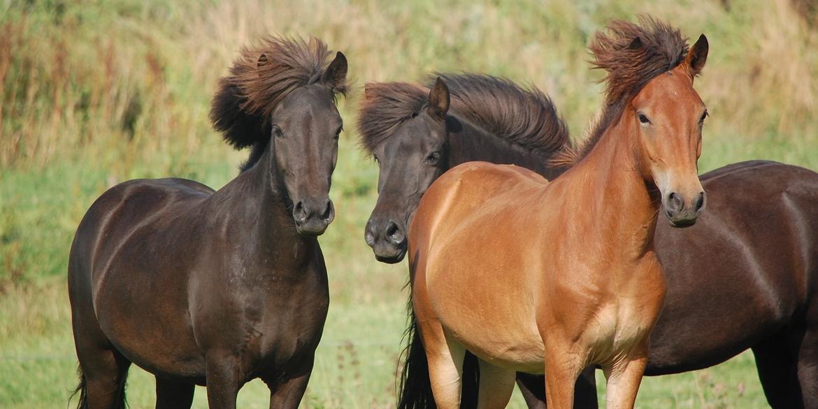 Islænder Harpa fra Klim Bjerg billede 21