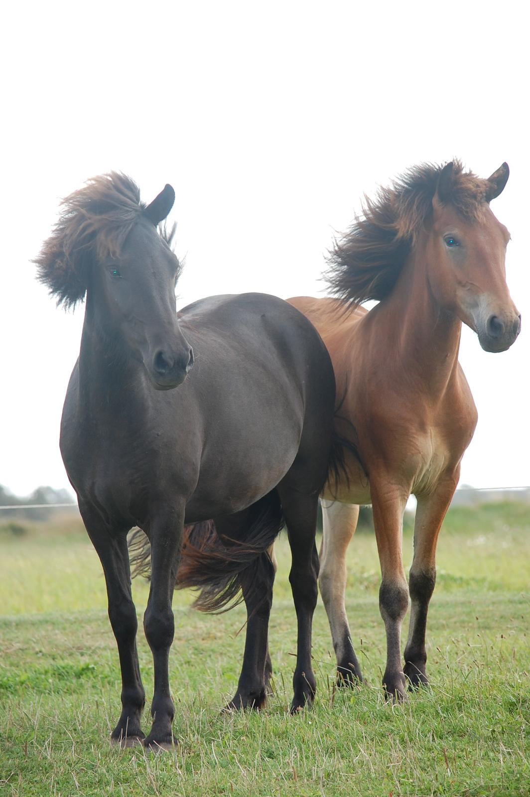 Islænder Harpa fra Klim Bjerg billede 14