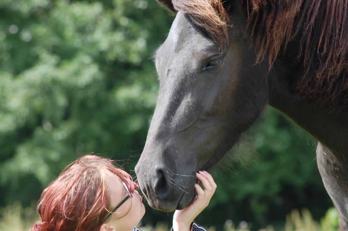 Islænder Harpa fra Klim Bjerg billede 23