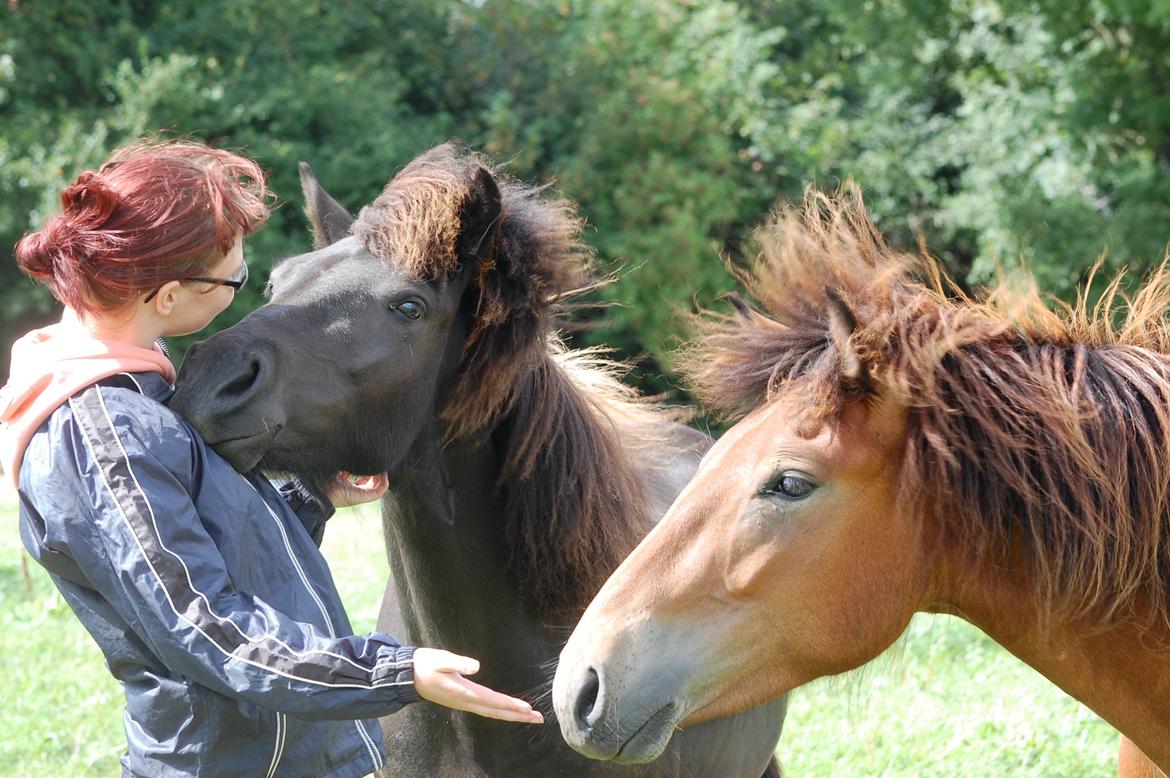 Islænder Harpa fra Klim Bjerg billede 18