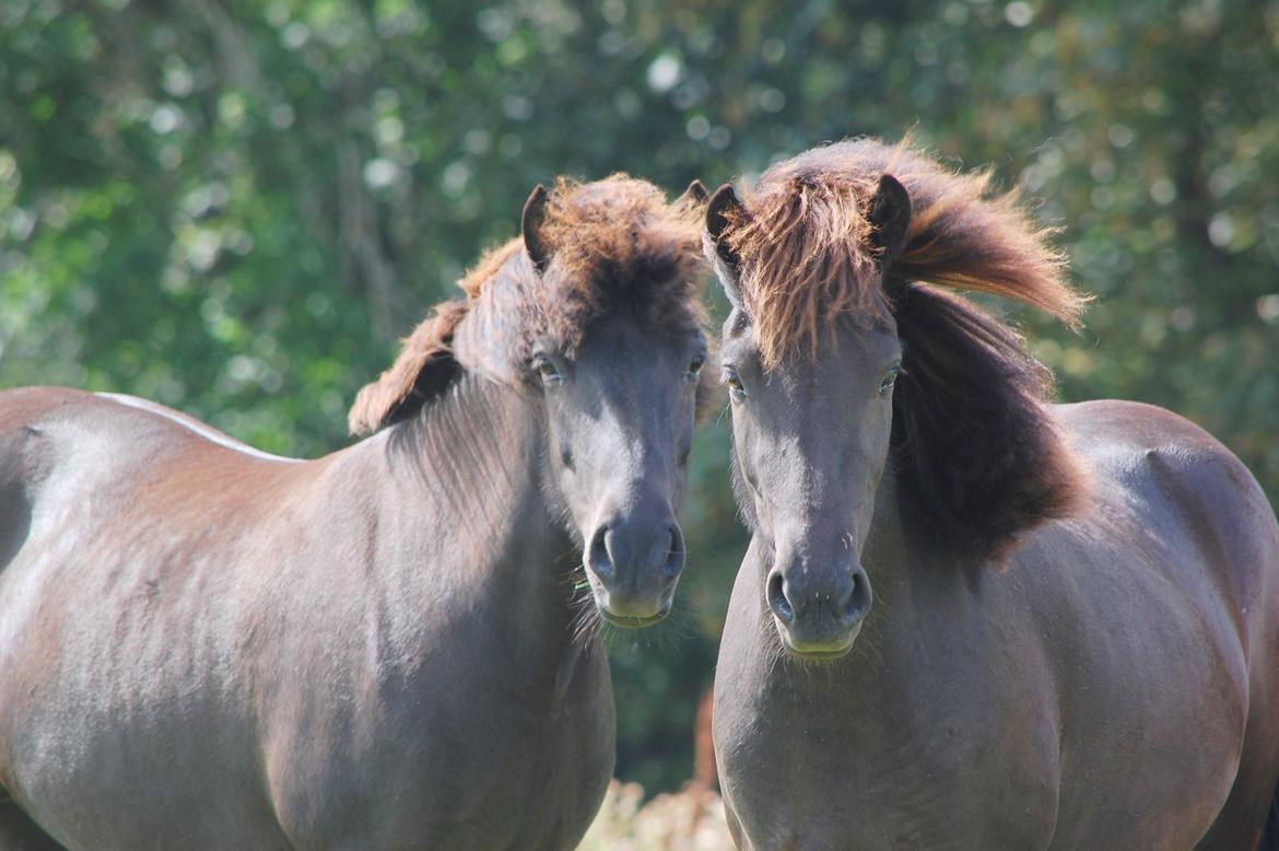 Islænder Harpa fra Klim Bjerg billede 7