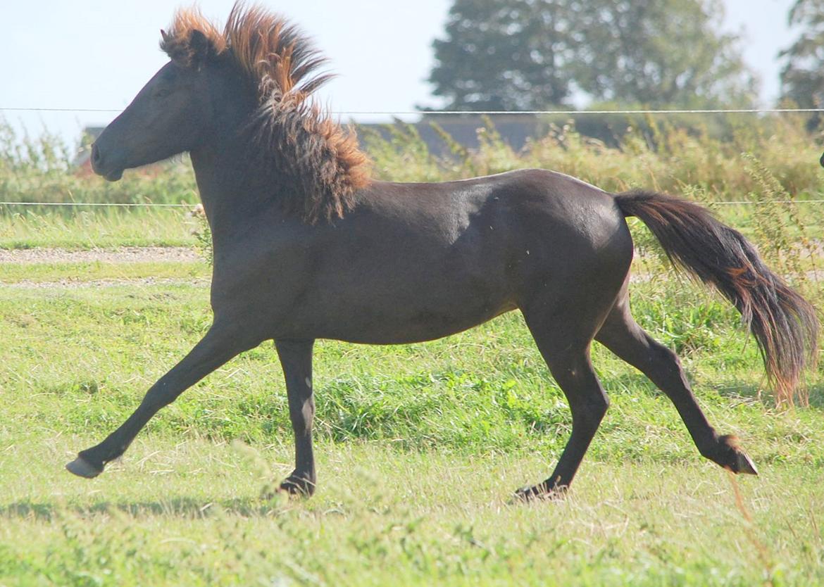 Islænder Harpa fra Klim Bjerg billede 6